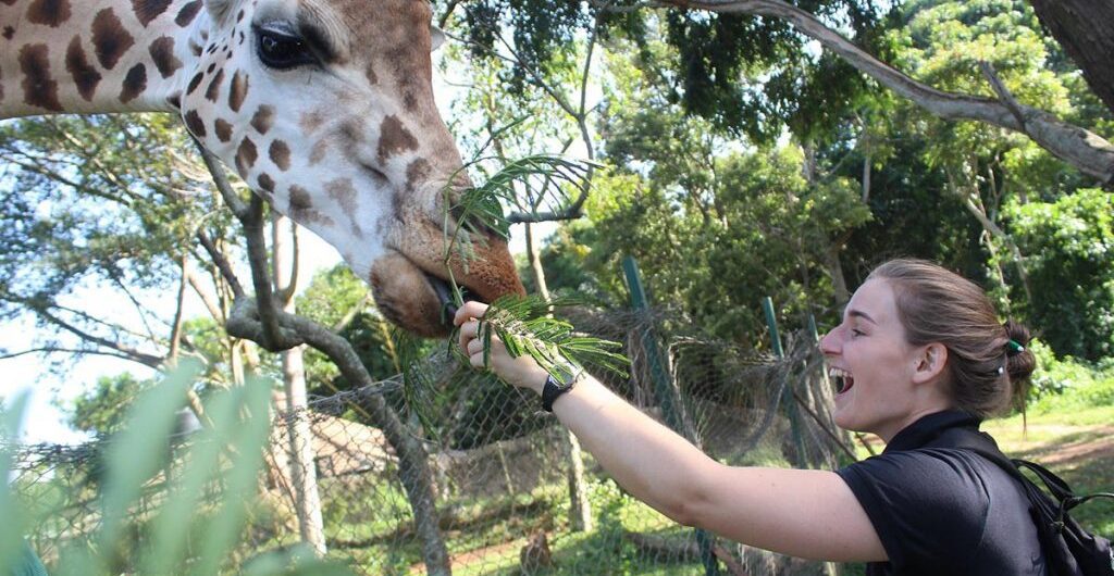 Entebbe Zoo (Uganda wildlife Education Centre) i's most significant tourist attractions in Entebbe, a small yet fascinating town