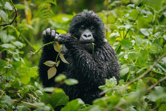 Tour to Dr. Congo: The country is the second-biggest nation on the African continent and the largest nation in sub-Saharan Africa