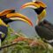 Birding in Murchison Falls National Park: with over 451 bird species, the park is among Uganda’s best birding spots