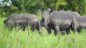 Murchison Falls National Park in Uganda: the country's largest national park, encompassing Savannah grasslands, riverine woods