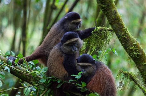 Golden monkey trekking