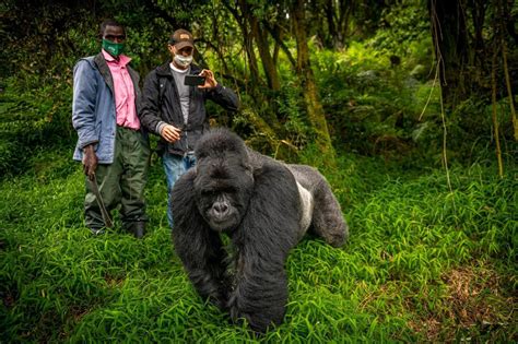 gorilla trekking