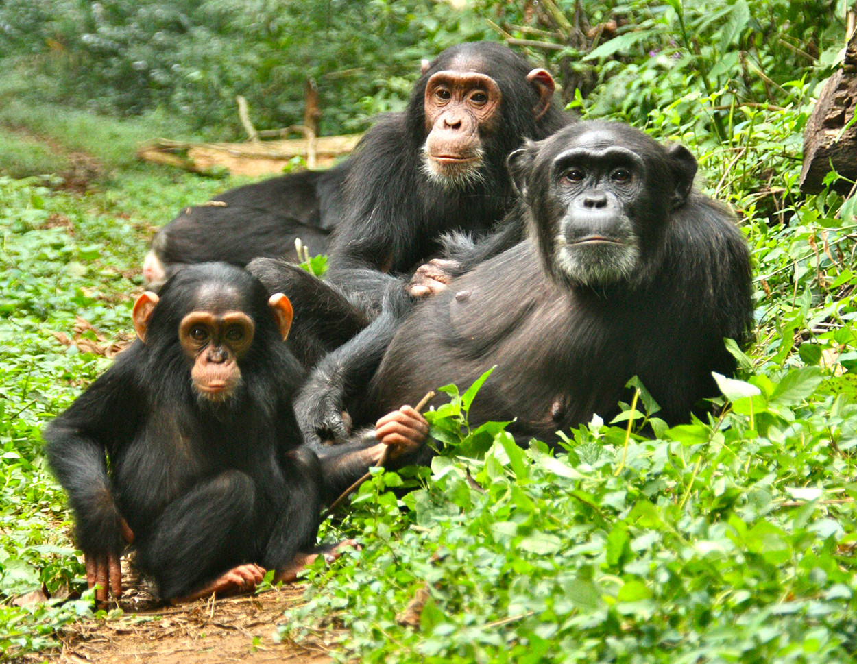 Interesting Facts about Chimpanzees