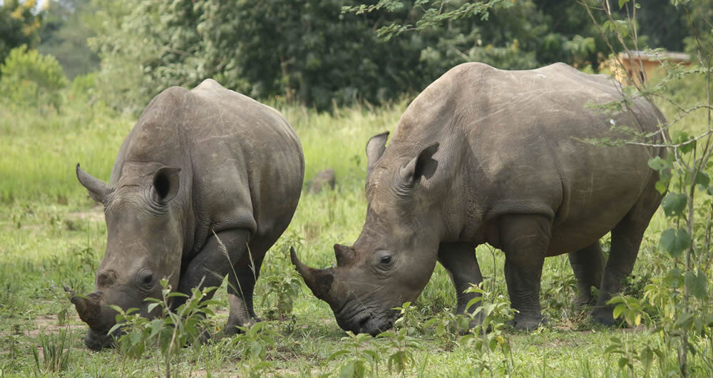 Ziwa Rhino Sanctuary: In Uganda is next to Murchison Falls National Park, accommodating the endangered rhinos and other wildlife species