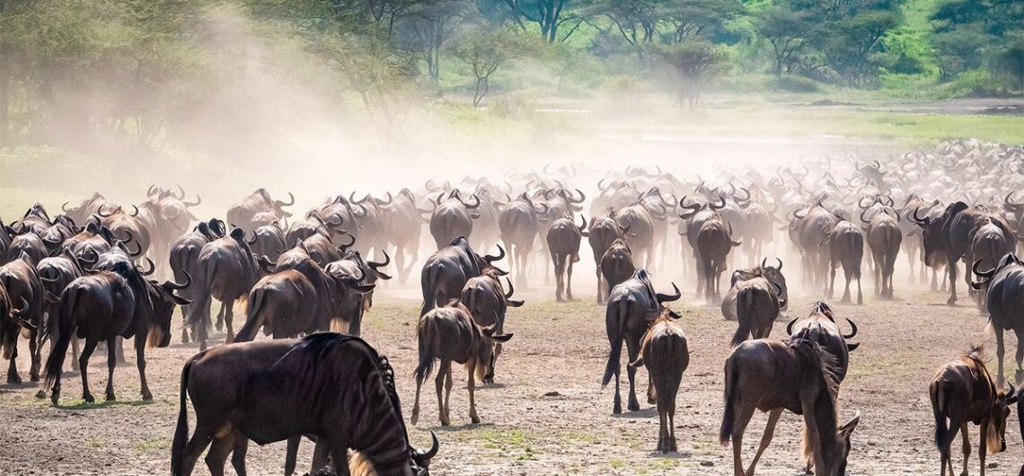 interesting Facts about the Wildebeest Migration: The Great Mammal Migration is undeniably one of the world’s most spectacular events