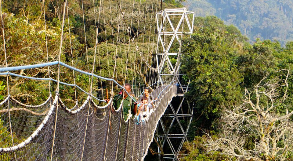 Hiking in Nyungwe Forest National Park In Rwanda: One thing you can never go wrong about this Forest Park is its rich diversity