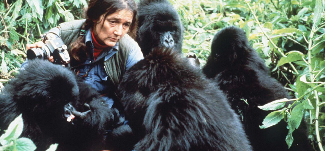 Dian Fossey`s research on Mountain gorillas: The first person to identify the mountain gorilla was Captain Robert von Beringe