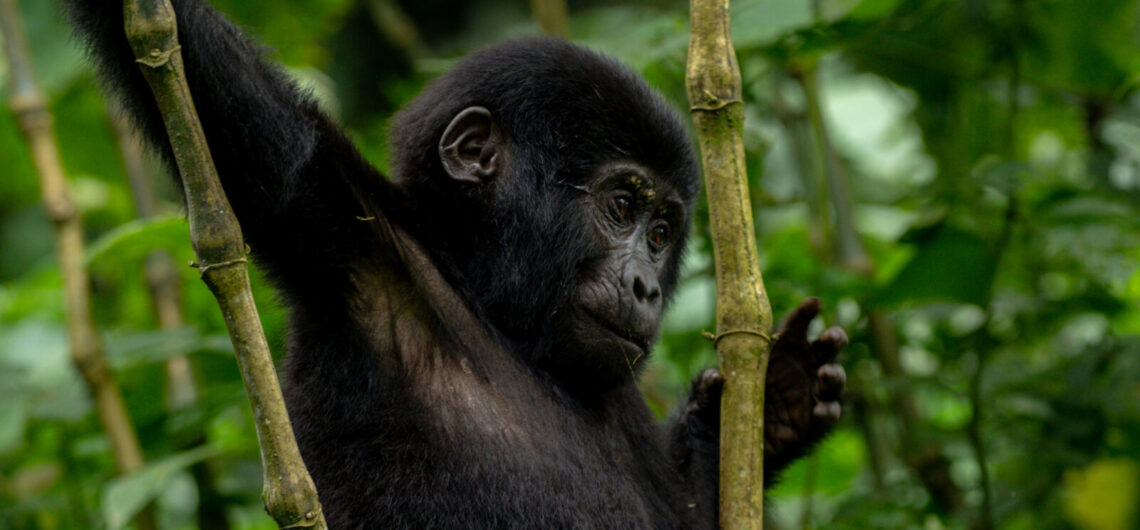Gorilla Trekking Tour In Uganda Starting From Kigali: Uganda is located in the Eastern part and is very blessed with a lot of beautiful nature