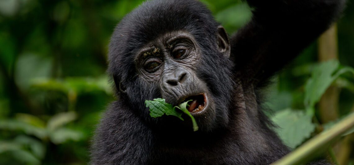 Thrilling Gorilla Trekking Amid Uganda's Rainy Season. This country hosts lots of beautiful attractions any traveler would enjoy.