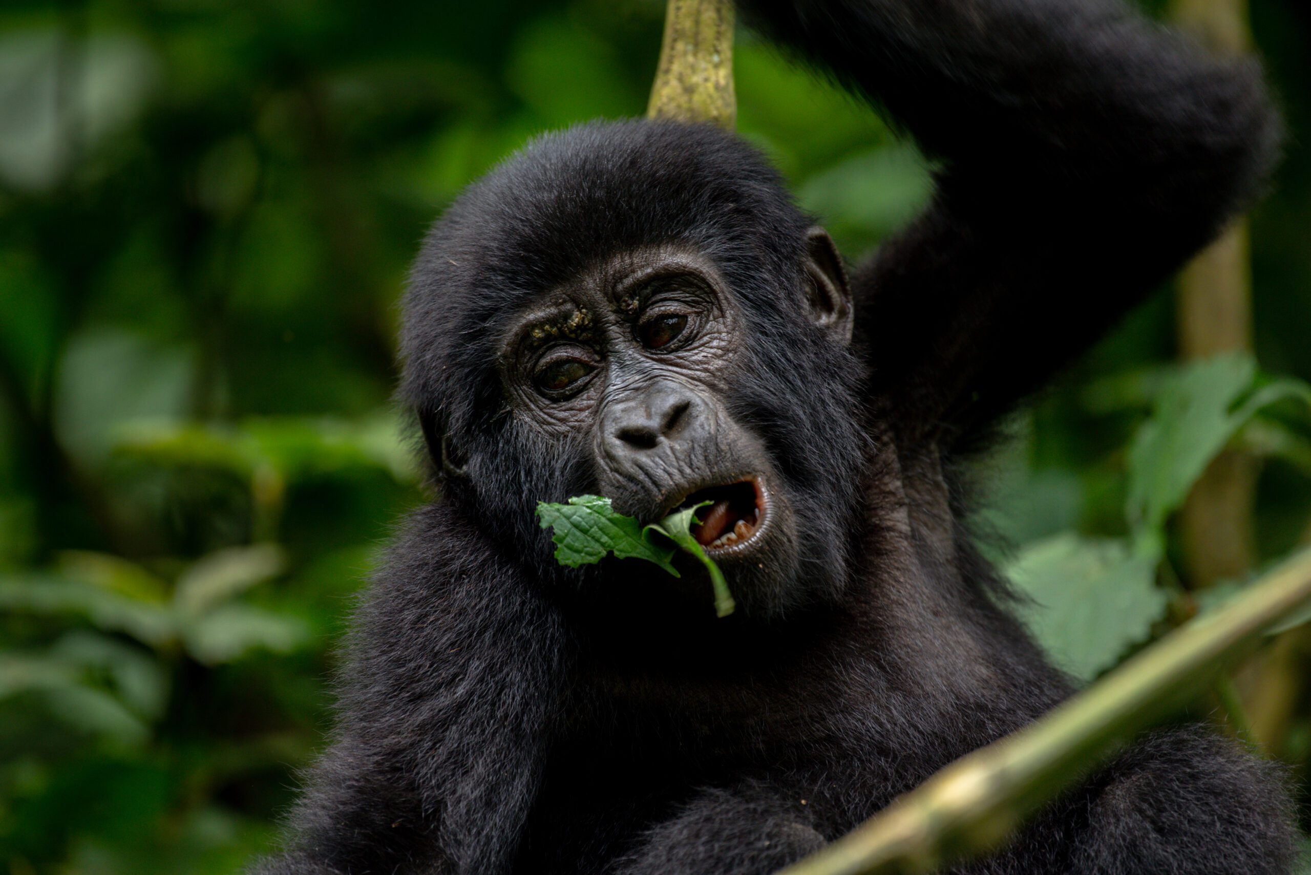 Rwanda Safaris: Despite being a small country, it has managed to draw tourists by utilizing her history, people, expanding economy