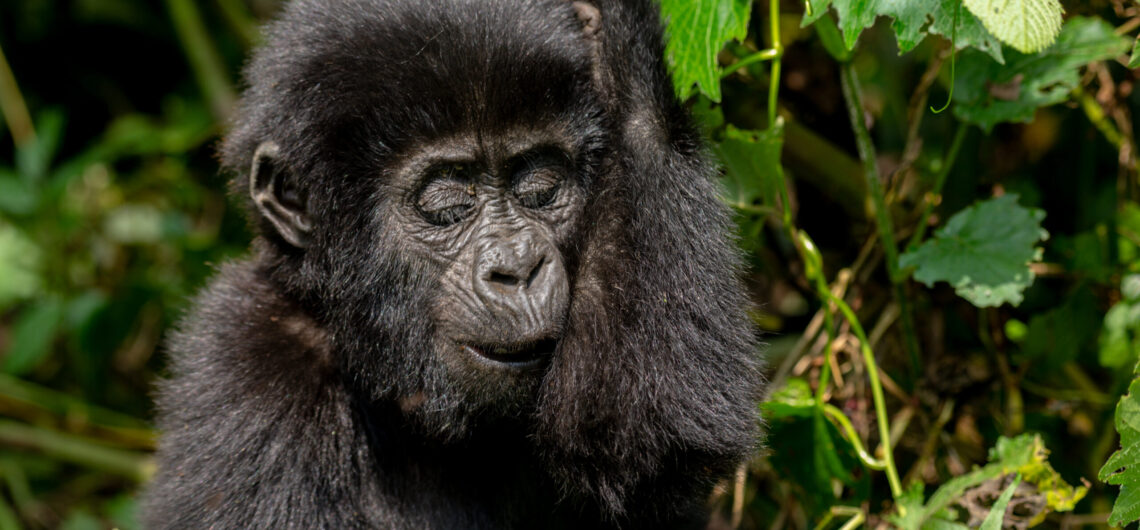 How many mountain gorillas are in Uganda most recent Mountain Gorilla Census, the globe has around 1063 mountain gorillas, with only Uganda