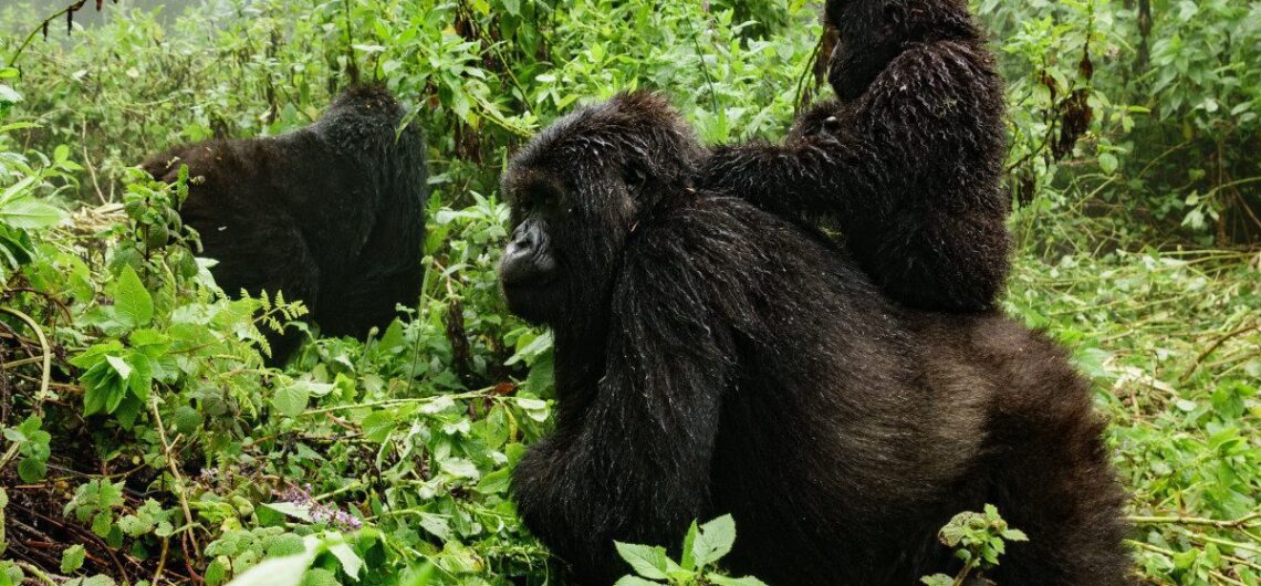 Uganda Gorilla Trekking and Habituation Experience in Uganda these apes are found in two national parks of Bwindi and Mgahinga