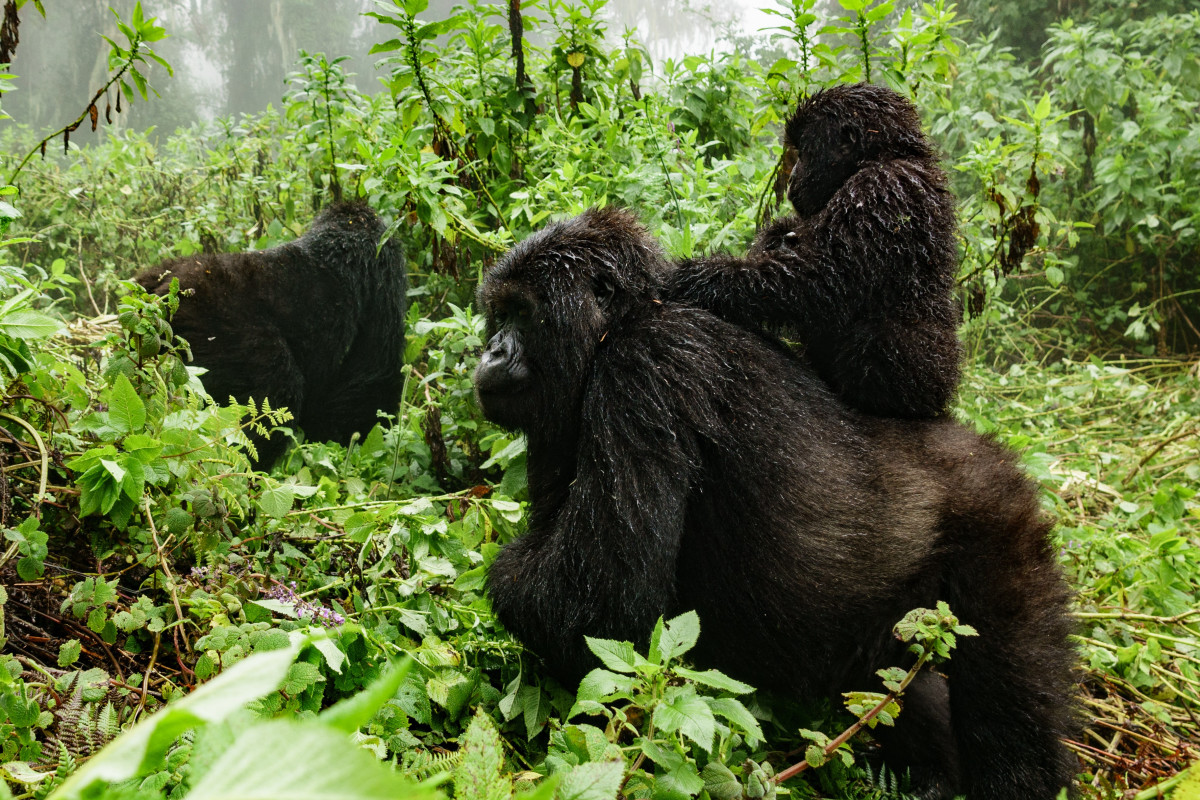 Uganda Gorilla Trekking and Habituation Experience in Uganda these apes are found in two national parks of Bwindi and Mgahinga