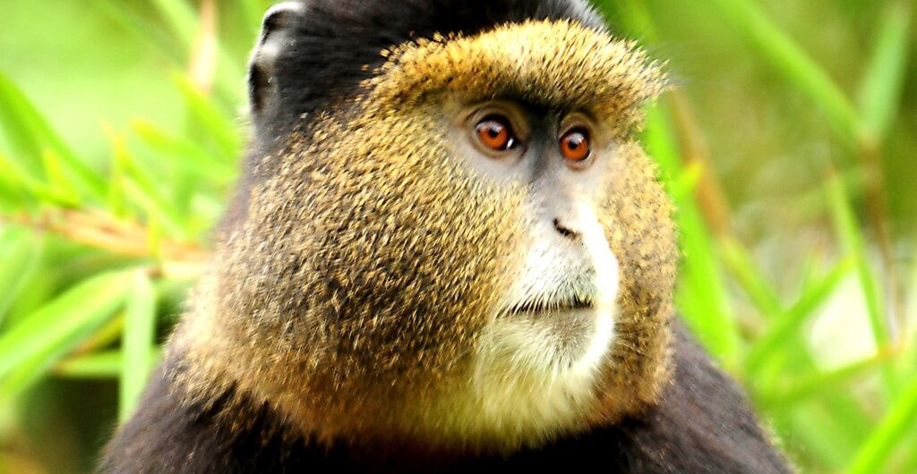 Golden monkey trekking in Rwanda, a unique species that is on the verge of extinction and are noted for their unusual personalities