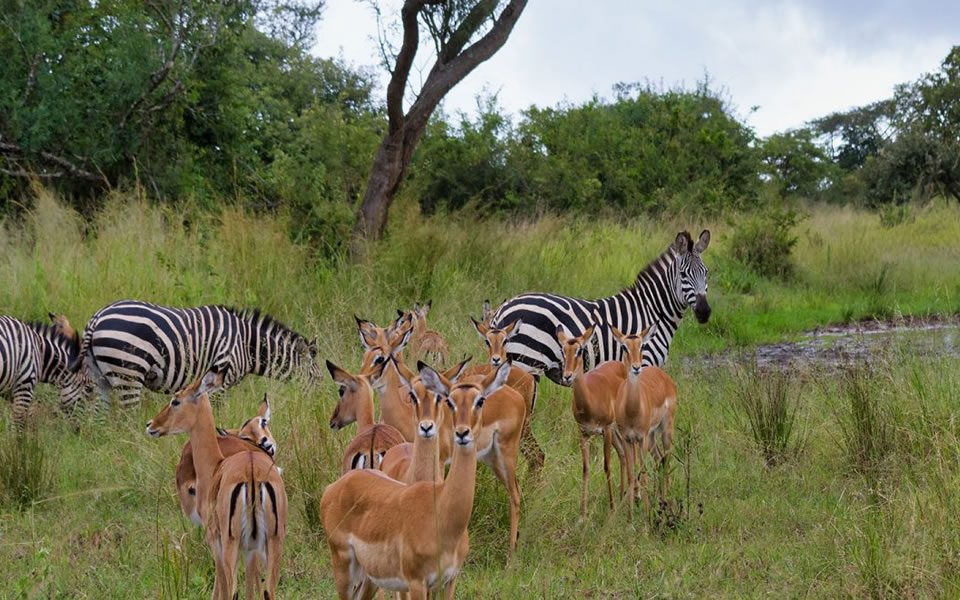 Uganda Wild Animals the country is a popular travel destination to those who want to experience the continent's untamed jungle and culture