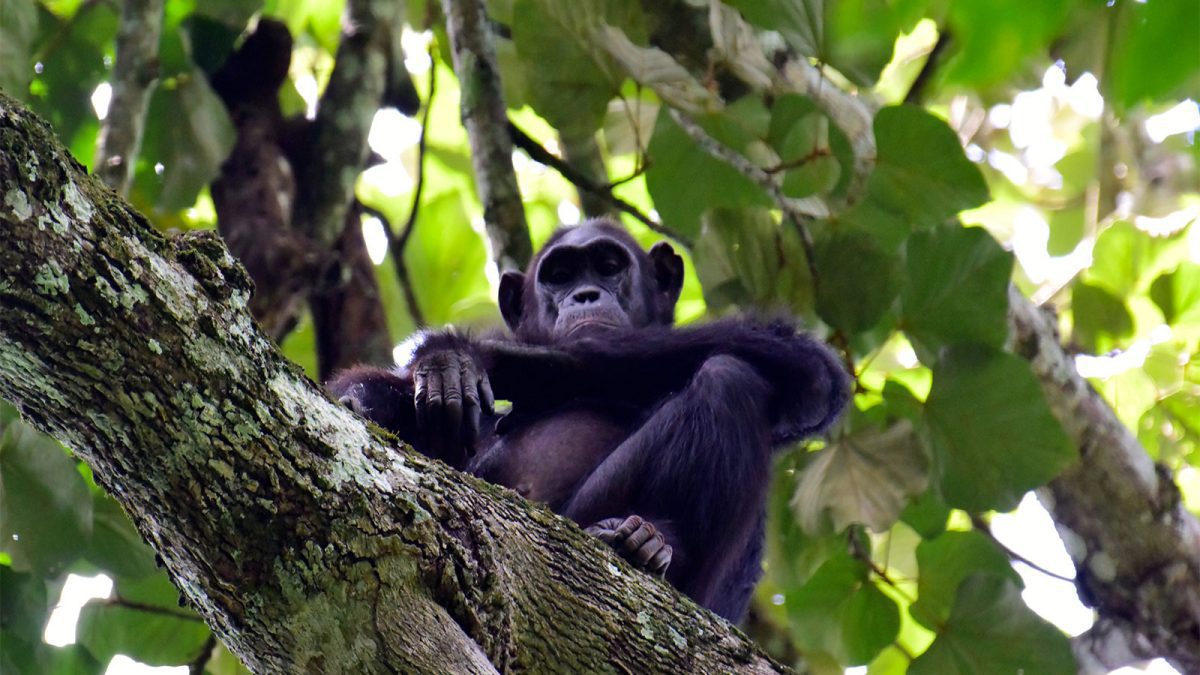 Uganda Wild Animals the country is a popular travel destination to those who want to experience the continent's untamed jungle and culture