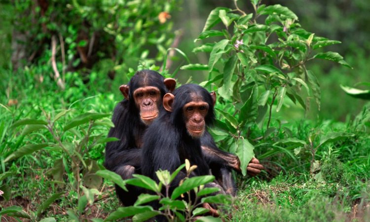 Wear for chimpanzee tracking