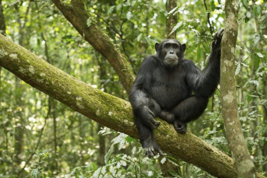 A Safari in Kibale Forest National Park Uganda: the park is situated along the East African Rift Valley next to the Ndali Kasenda crater.