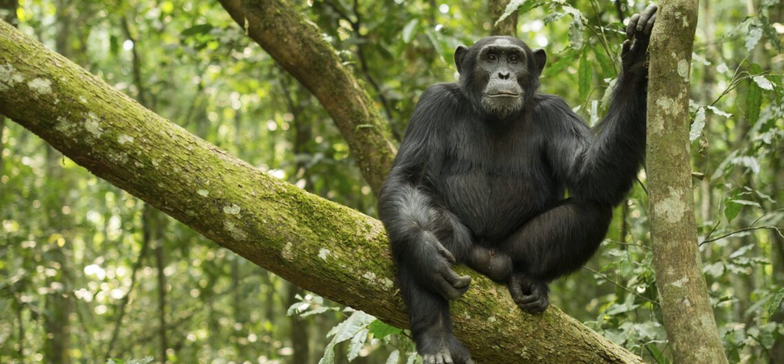 A Safari in Kibale Forest National Park Uganda: the park is situated along the East African Rift Valley next to the Ndali Kasenda crater.