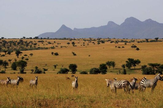 Adventures in Lake Mburo National Park located in the western region of Uganda designated as a UNESCO World Heritage Site.