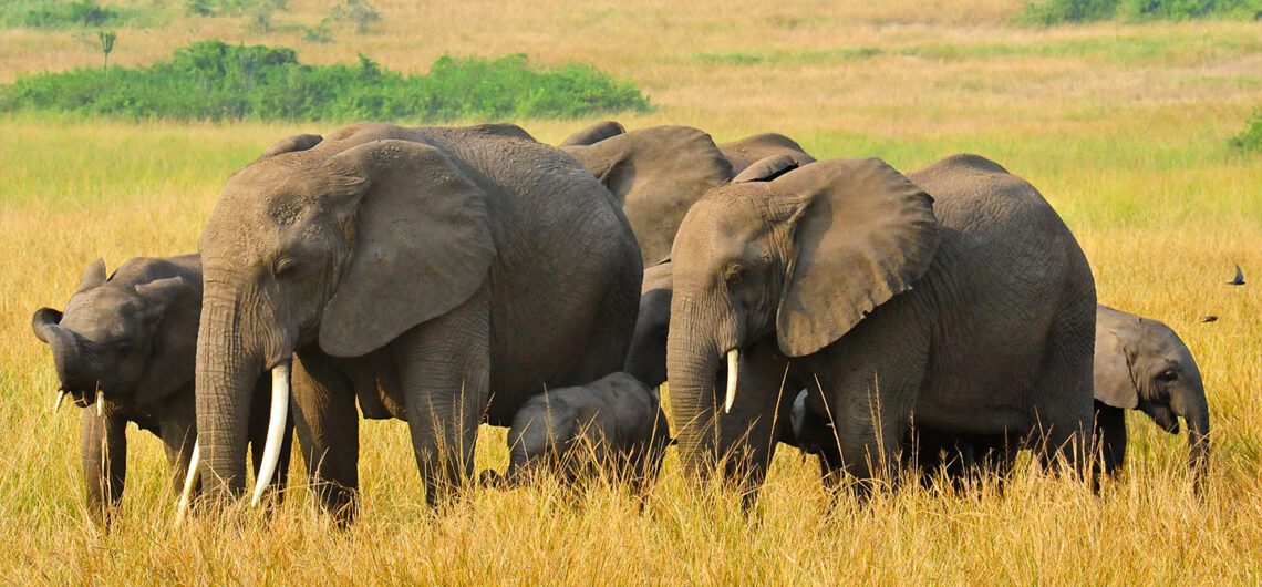 TAll About Queen Elizabeth National Park: the most well-known and frequented wildlife conservation area in Uganda.