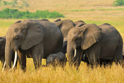 TAll About Queen Elizabeth National Park: the most well-known and frequented wildlife conservation area in Uganda.
