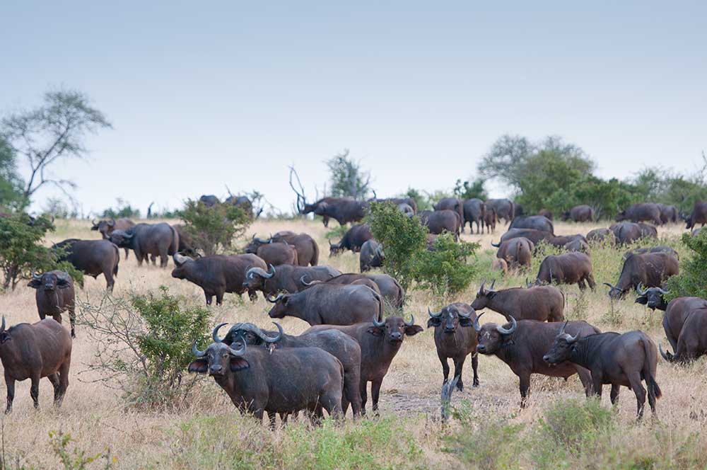 Tourist Attractions in Tanzania: Each of Tanzania's parks has a unique charm that makes it a strong contender for a top travel destination