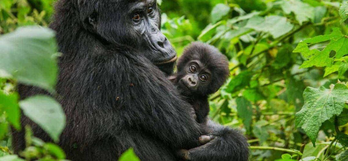 The Gorilla Sectors in Bwindi Impenetrable Forest: This national park is located within Kanungu district in the Southwestern region of Uganda