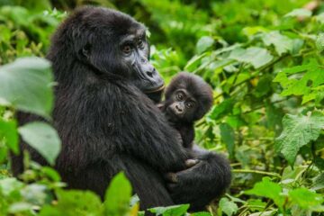 The Gorilla Sectors in Bwindi Impenetrable Forest: This national park is located within Kanungu district in the Southwestern region of Uganda