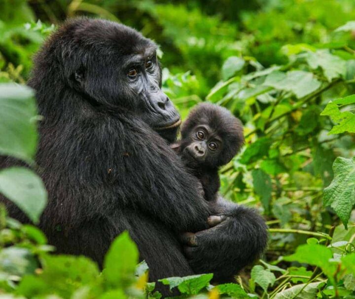 The Gorilla Sectors in Bwindi Impenetrable Forest: This national park is located within Kanungu district in the Southwestern region of Uganda