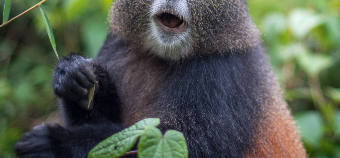 Golden Monkey Trekking in Mgahinga Gorilla Park a home to these adorable primates that makes it possible to combine gorilla and golden monkey trekking.