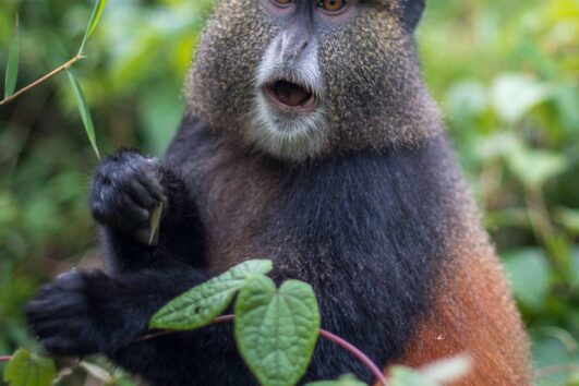 Golden Monkey Trekking in Mgahinga Gorilla Park a home to these adorable primates that makes it possible to combine gorilla and golden monkey trekking.