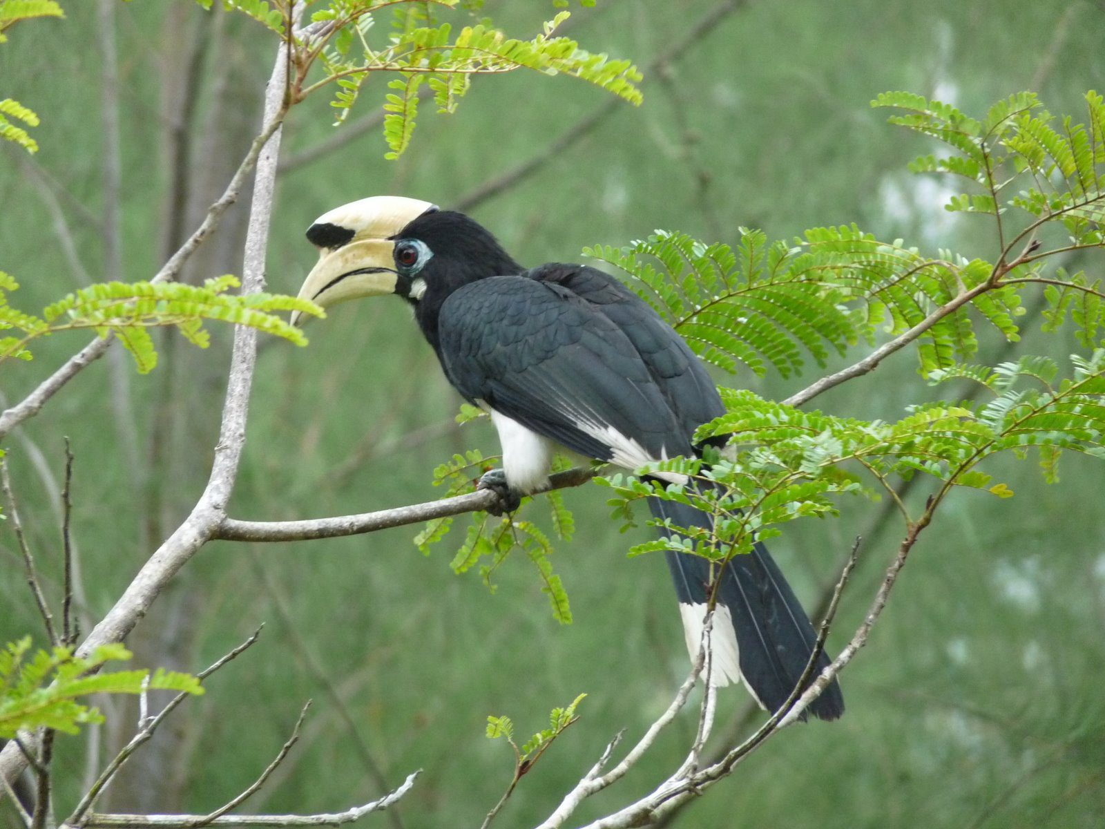 Birding safaris