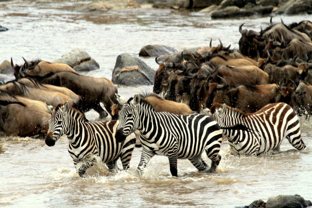 Great Migration: The flow of animals between Tanzania and Kenya reaches the crocodile-infested banks of the Mara River in mid- to late July