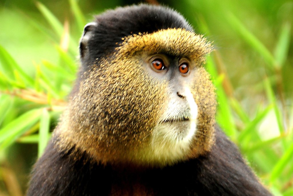Golden Monkey Tracking Rwanda