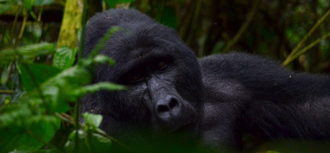Primate Tracking In Uganda, Rwanda and Congo: The cost of gorilla trekking is relatively high compared to other wildlife encounters