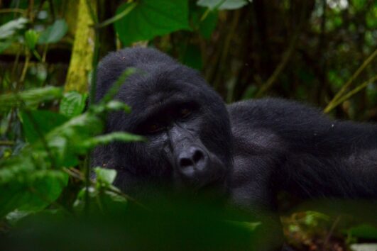 Primate Tracking In Uganda, Rwanda and Congo: The cost of gorilla trekking is relatively high compared to other wildlife encounters