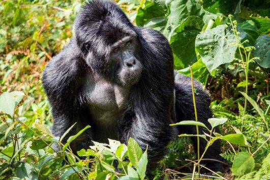 16 Days best of African safari to Rwanda and Uganda