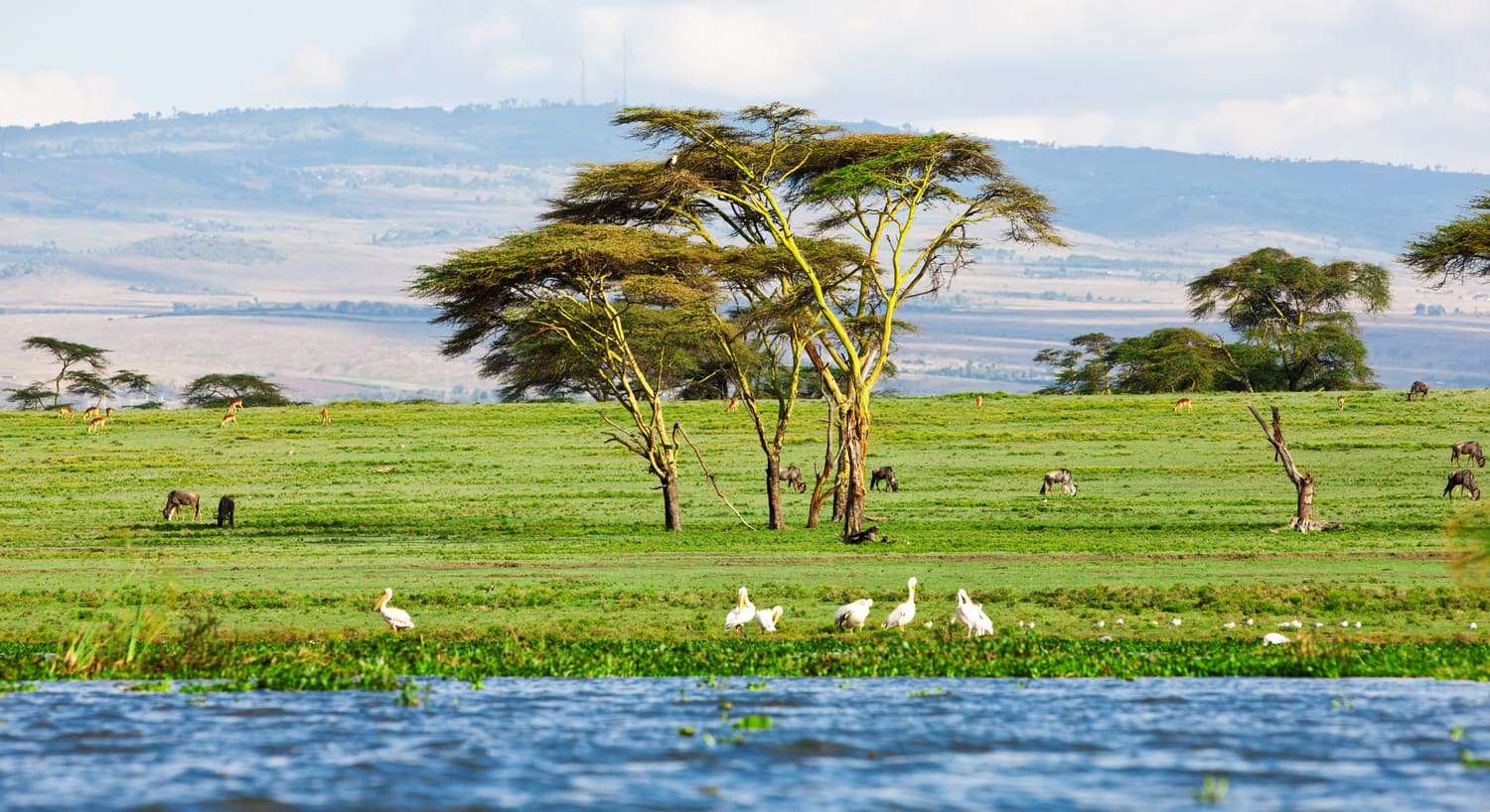 Kenya Safaris: The finest safaris and excursions to Kenya involve seeing the Big 5, admiring the scenery, learning about the local culture
