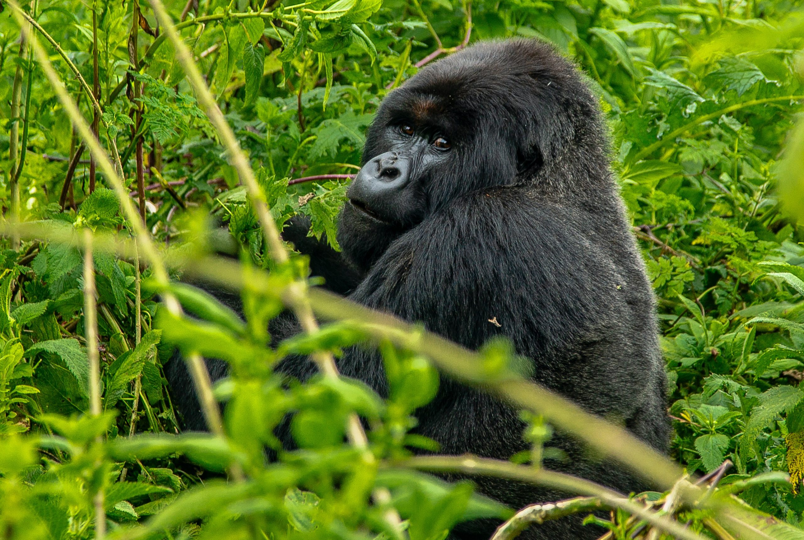 Congo Safaris: DRC is immense and supports an astounding variety of wildlife and a home to the second-largest rainforest on the planet