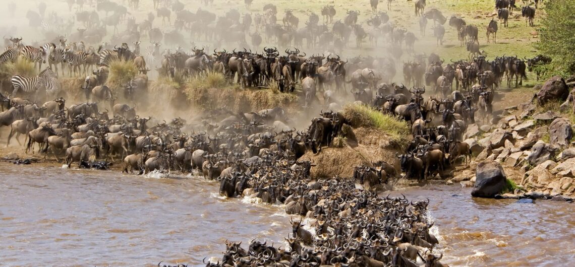 Great Migration: The flow of animals between Tanzania and Kenya reaches the crocodile-infested banks of the Mara River in mid- to late July