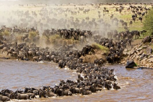 Great Migration: The flow of animals between Tanzania and Kenya reaches the crocodile-infested banks of the Mara River in mid- to late July