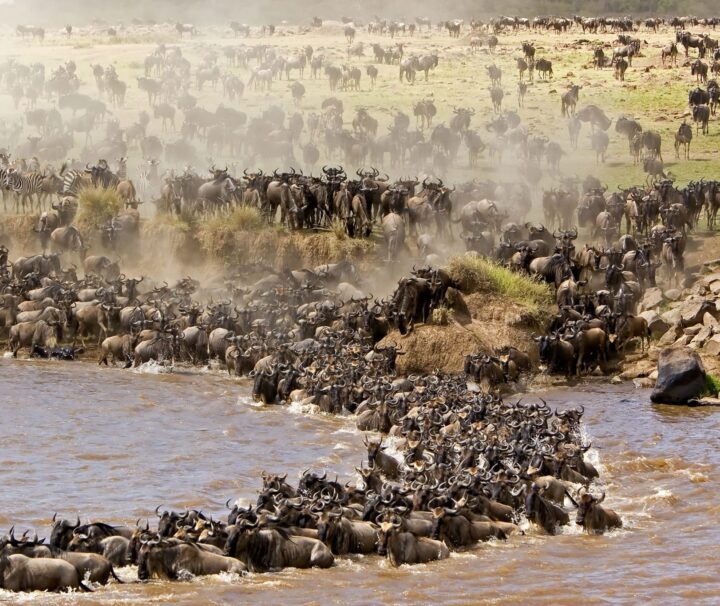 Great Migration: The flow of animals between Tanzania and Kenya reaches the crocodile-infested banks of the Mara River in mid- to late July