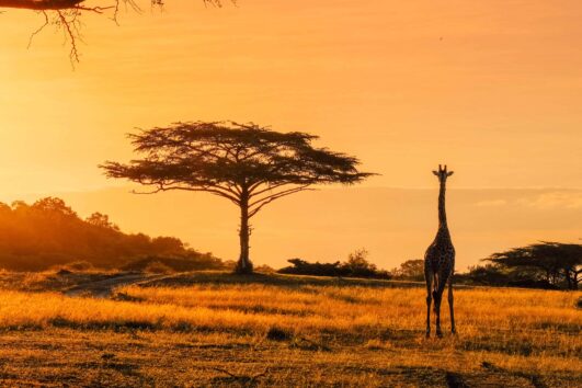 About the East African Tourist Visa In the past, it was costly and difficult for tourists who wished to visit Kenya, Rwanda, and Uganda in a single safari