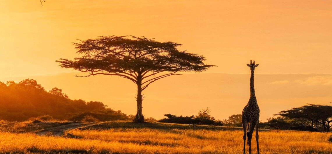 About the East African Tourist Visa In the past, it was costly and difficult for tourists who wished to visit Kenya, Rwanda, and Uganda in a single safari