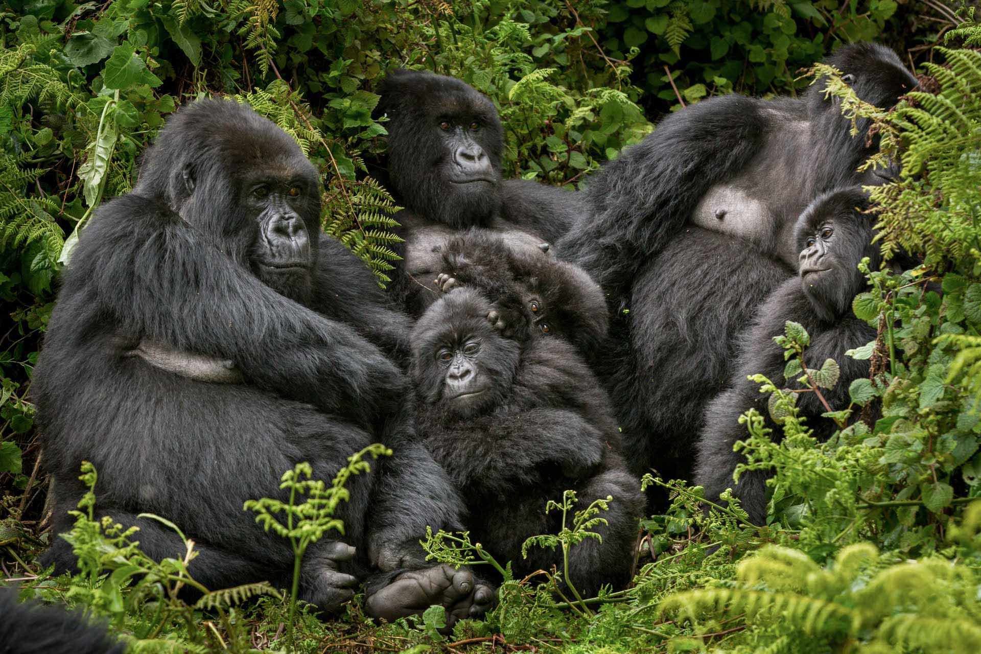 Utmost Gorilla Trekking