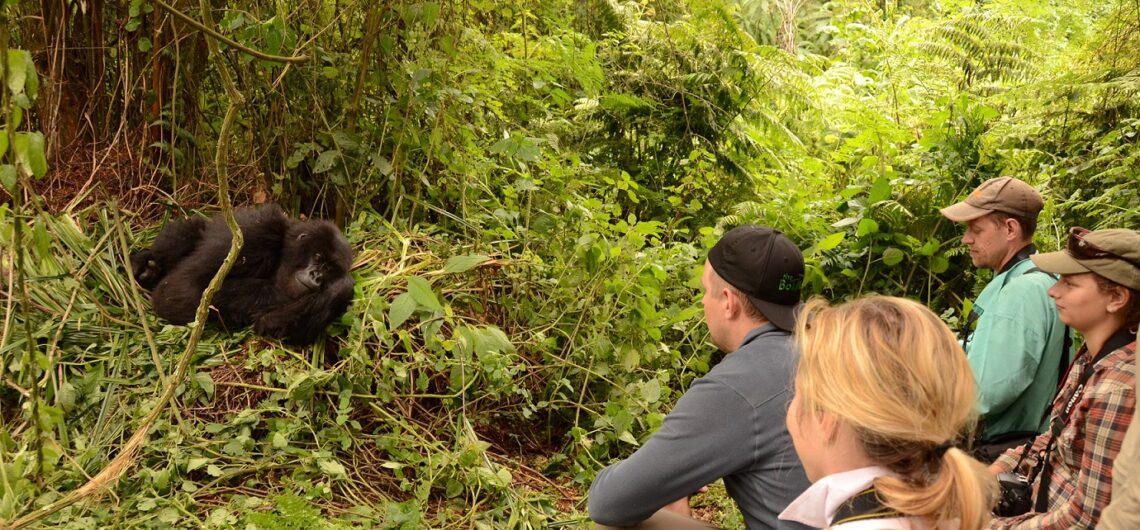 What Is a Gorilla Habituation Experience?: Simply, a gorilla habituation experience is the process of adapting wild gorillas to human sight.