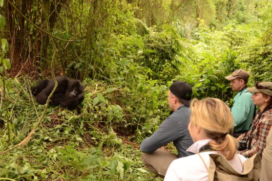 What Is a Gorilla Habituation Experience?: Simply, a gorilla habituation experience is the process of adapting wild gorillas to human sight.