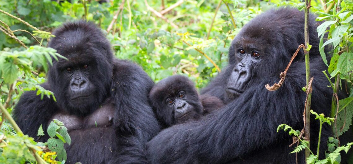 Best time to trek Gorillas in Uganda: All aspiring gorilla trekkers want to know when is the best time for gorilla trekking for unforgettable experiences.