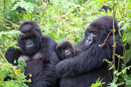 Best time to trek Gorillas in Uganda: All aspiring gorilla trekkers want to know when is the best time for gorilla trekking for unforgettable experiences.